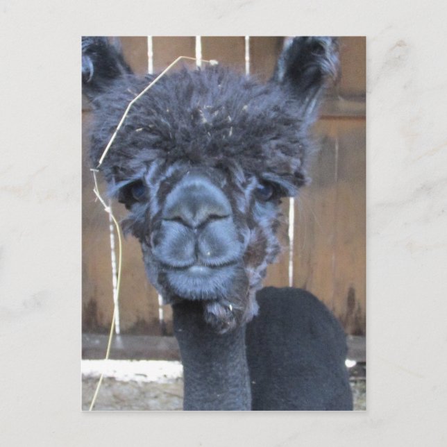 Sad Shaved Alpaca Postcard (Front)