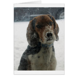 Sad Snowy Beagle Face Looking Inside