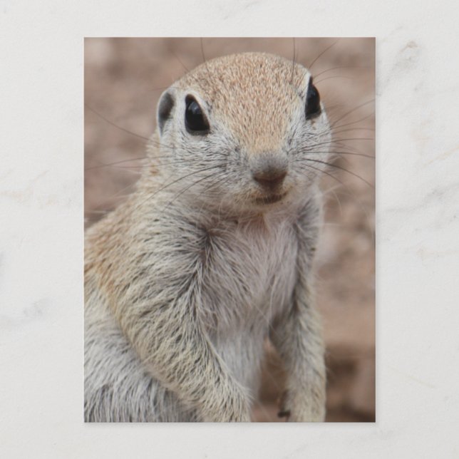 Sad Squirrel Postcard (Front)