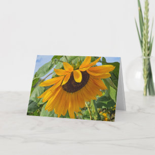Sad Sunflower Card