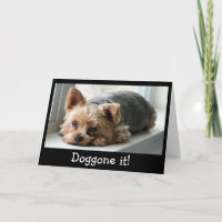 Sad Yorkie Pup Belated Birthday
