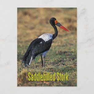 Saddle-billed stork postcard