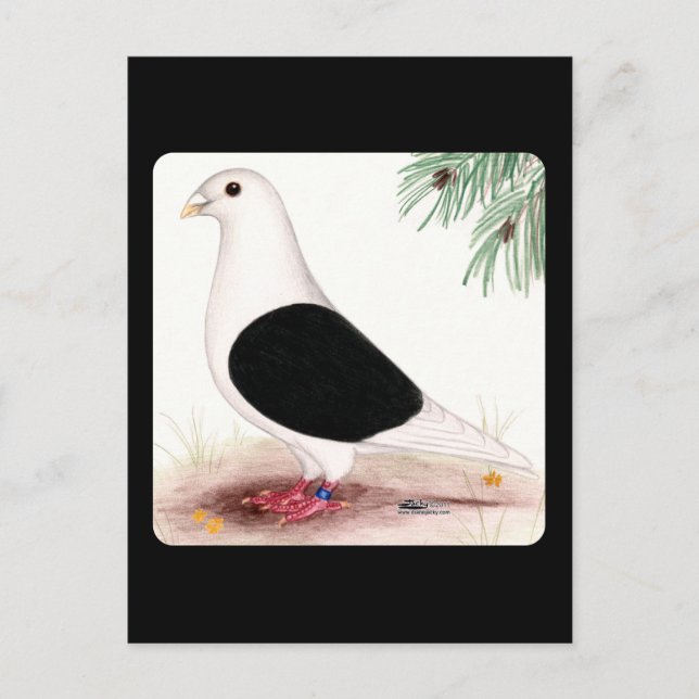 Saddle Homer Pigeon Postcard (Front)