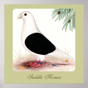 Saddle Homer Pigeon Poster