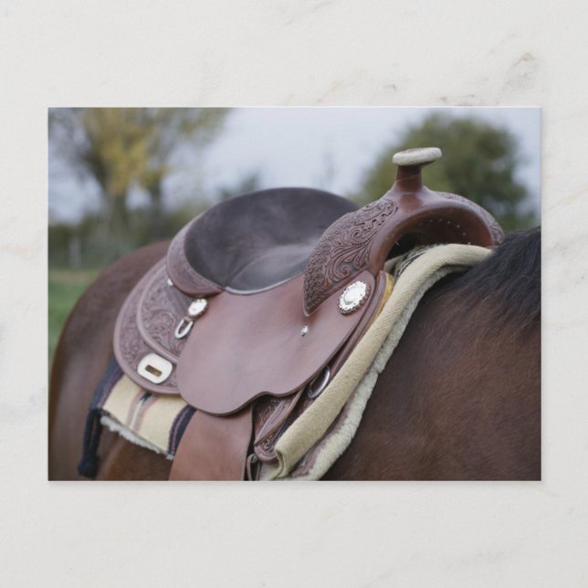 Saddle on a Horse Postcard (Front)