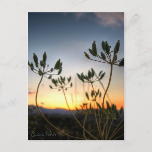 Saddle Rock Sunset Postcard (Front)