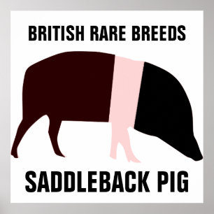 Saddleback Pig Poster