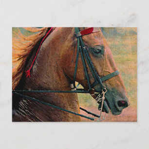 Saddlebred Faux Painting Postcard
