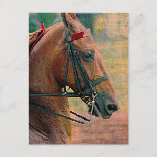 Saddlebred Faux Painting Postcard