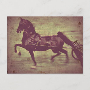 Saddlebred Song Postcard