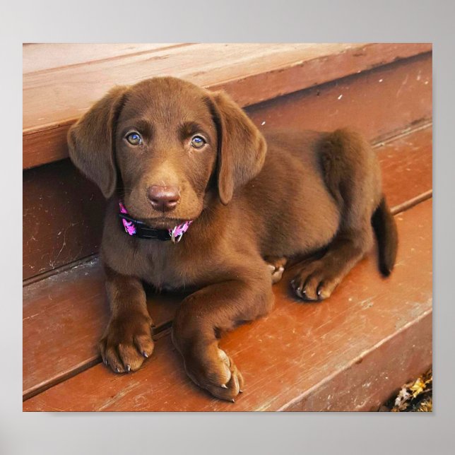 Sadie the Chocolate Labradoodle Poster (Front)