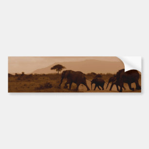 Safari Africa Cute Adorable Destiny Elephant Bumper Sticker