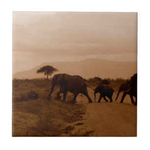 Safari Africa Cute Adorable Destiny Elephant Ceramic Tile