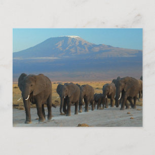 Safari Africa Cute Adorable Destiny Elephant Postcard