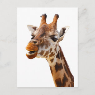 Safari Africa Jungle Giraffe Postcard