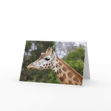 Safari Africa Mod Chic Classy  Destiny Giraffe