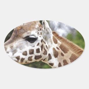 Safari Africa Mod Chic Classy Destiny Giraffe Oval Sticker