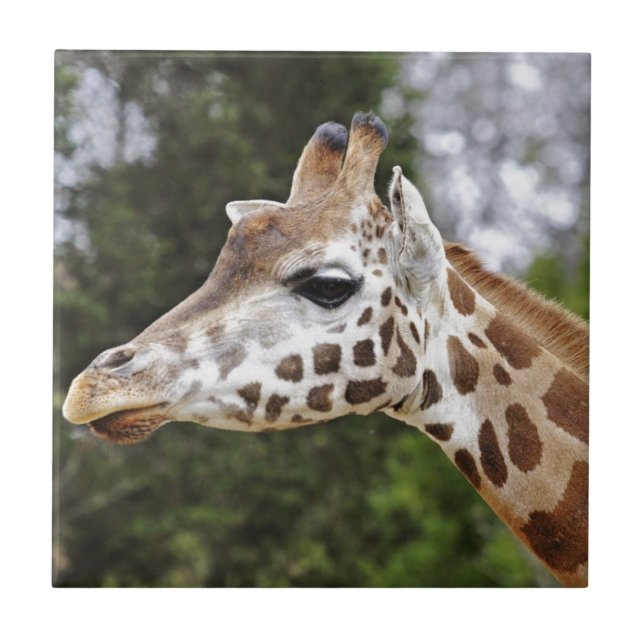 Safari Africa Mod Chic Classy  Destiny Giraffe Tile (Front)