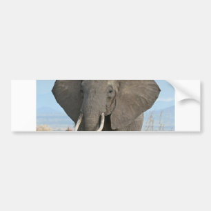 Safari African Jungle Destiny Animals Elephants Bumper Sticker
