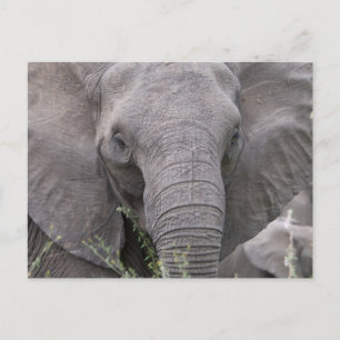 Safari African Jungle Destiny Animals Elephants Postcard