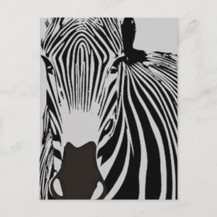 safari animal black and white stripes wild Zebra Postcard