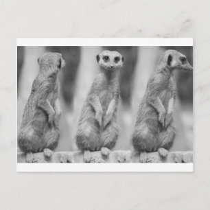 Safari Cute African Classy Suricate Meerkat Postcard