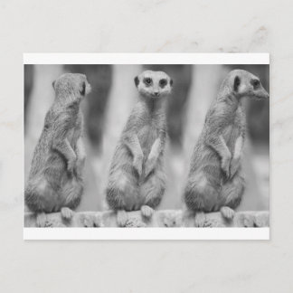 Safari Cute African Classy Suricate Meerkat Postcard