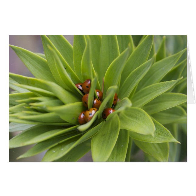 Safe (Front Horizontal)