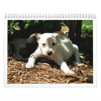 Safe Hands Rescue 2015 calendar