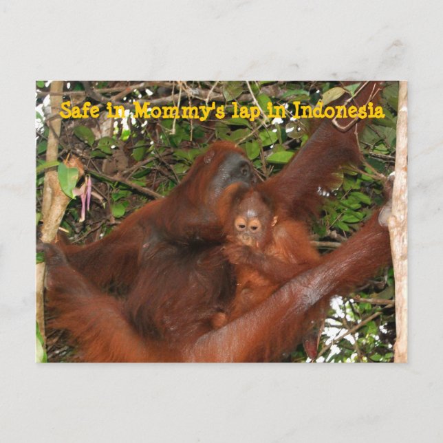 Safe in Mummy's Lap Postcard (Front)