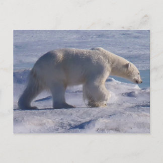 Safe the Polar bears! Postcard