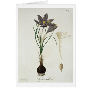 Saffron Crocus from 'Phytographie Medicale' by Jos