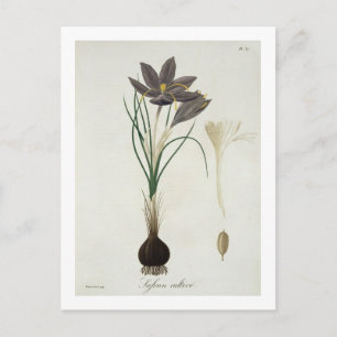 Saffron Crocus from 'Phytographie Medicale' by Jos Postcard