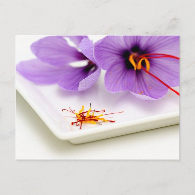 Saffron Flowers Postcard (Front)