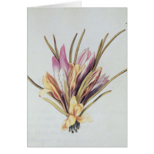 Saffron or Crocus, from 'La Guirlande de Julie'