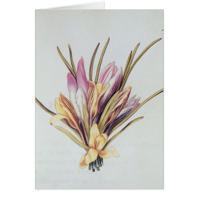 Saffron or Crocus, from 'La Guirlande de Julie' (Front)