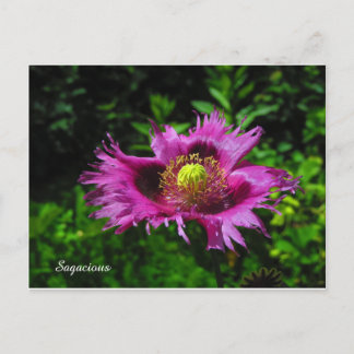 Sagacious PC Postcard