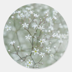 Sage Green Baby's Breath Botanical Flower Photo Classic Round Sticker