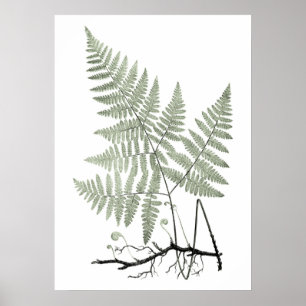 Sage Green Fern Botanical Illustration Print no. 1