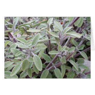 Sage greeting card