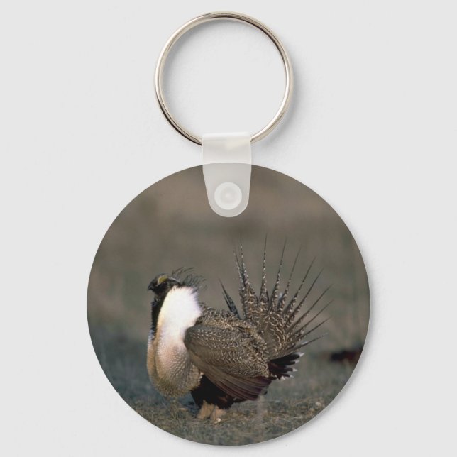 Sage grouse strutting key ring (Front)