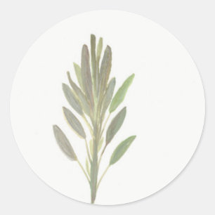 Sage herb botanical plant art print classic round sticker