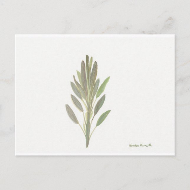 Sage herb botanical plant art print postcard (Front)