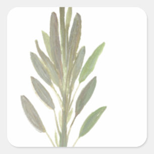 Sage herb botanical plant art print square sticker