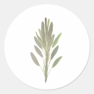 Sage herb botanical plant greenery  classic round sticker