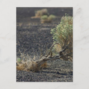 Sagebrush Desert Postcard