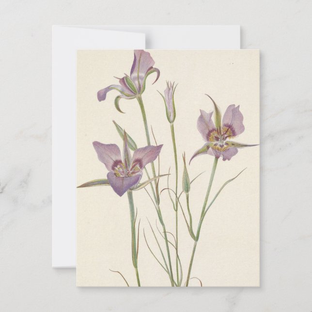 Sagebrush Mariposa by Mary Vaux Walcott Card (Front)