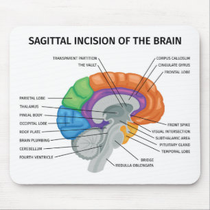  Sagittal Incision of the brain  Mouse Pad