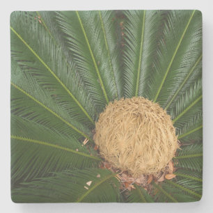Sago Palm With Female Cone, Stone Coaster
