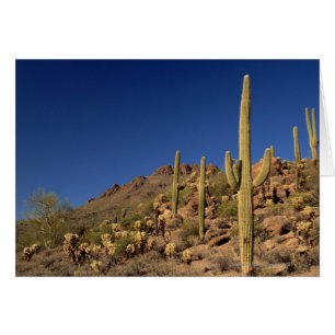 Saguaro cacti and Tucson Mountains, Tucson
